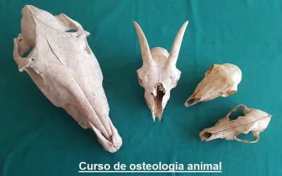 OSTEOLOGIA ANIMAL (HUESOS ANIMALES)