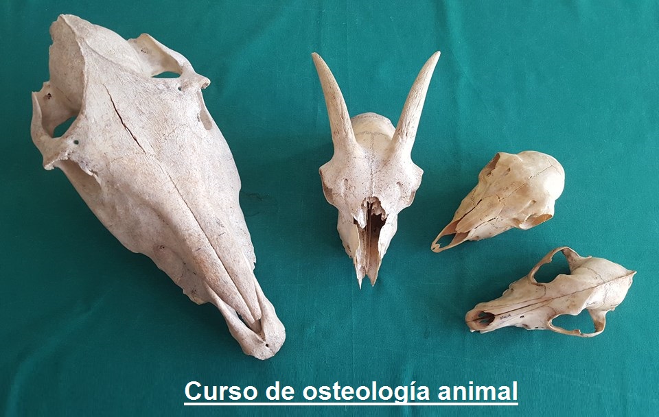 OSTEOLOGIA ANIMAL (HUESOS ANIMALES)