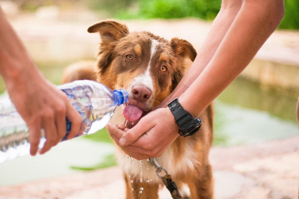prevención golpes de calor en perros