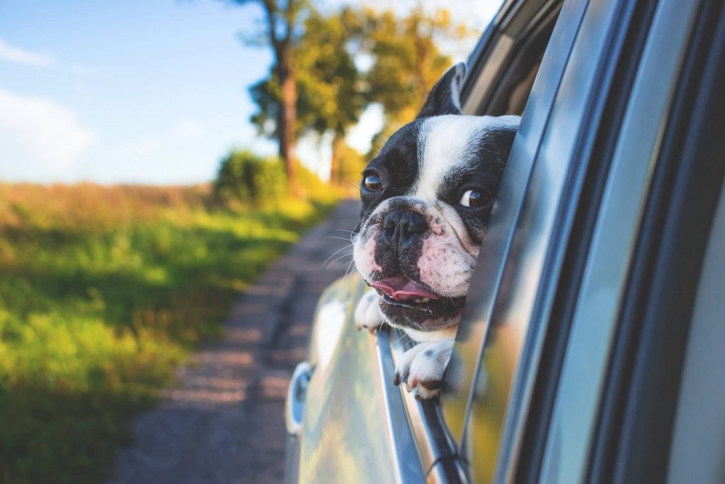 viajar con mascotas en coche